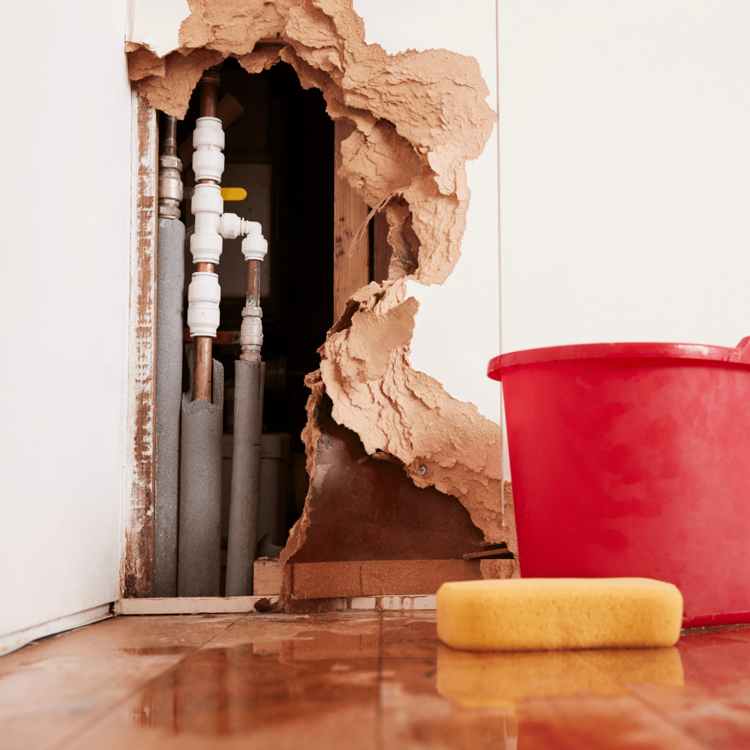 Dealing with Water Damage and Mold in San Diego Homes | Octo Property Services | San Diego, CA